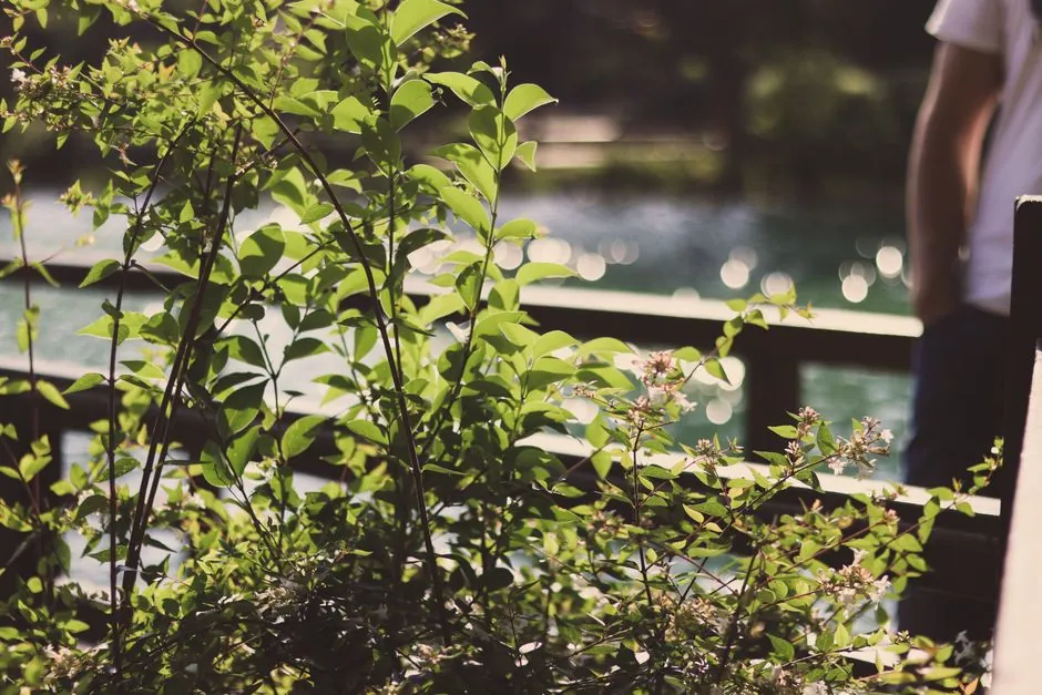 Plantation végétaux jardin Haute-Savoie